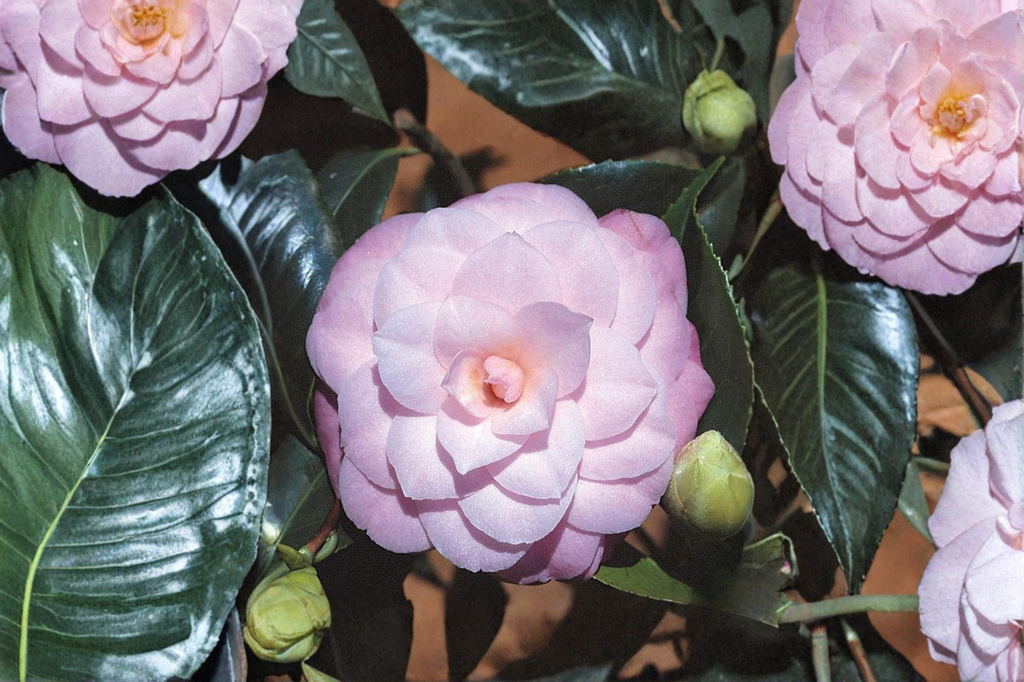 October Affair Camellia Live Plant 3 Gallon Pot Japanese Camellia Pink Fall Bloom Evergreen Shrub Garden Landscape