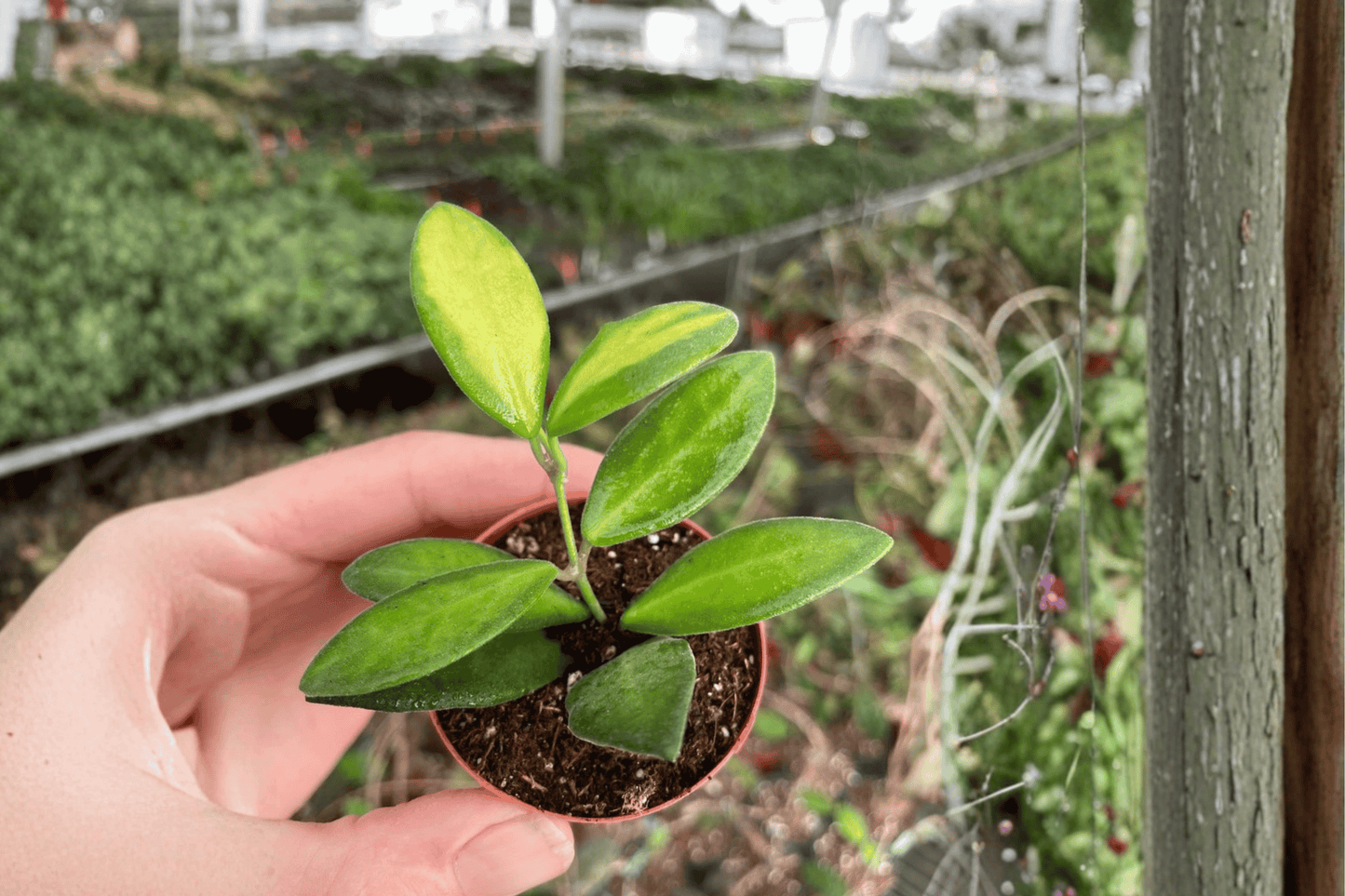 2 Hoya DS-70 Variegated Starter Plants – Bare Root – Hoya DS-70 Variegated