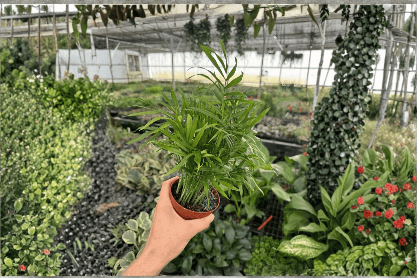 2 Neanthe Bella Palm Live Plants in 4-Inch Pots – Chamaedorea elegans