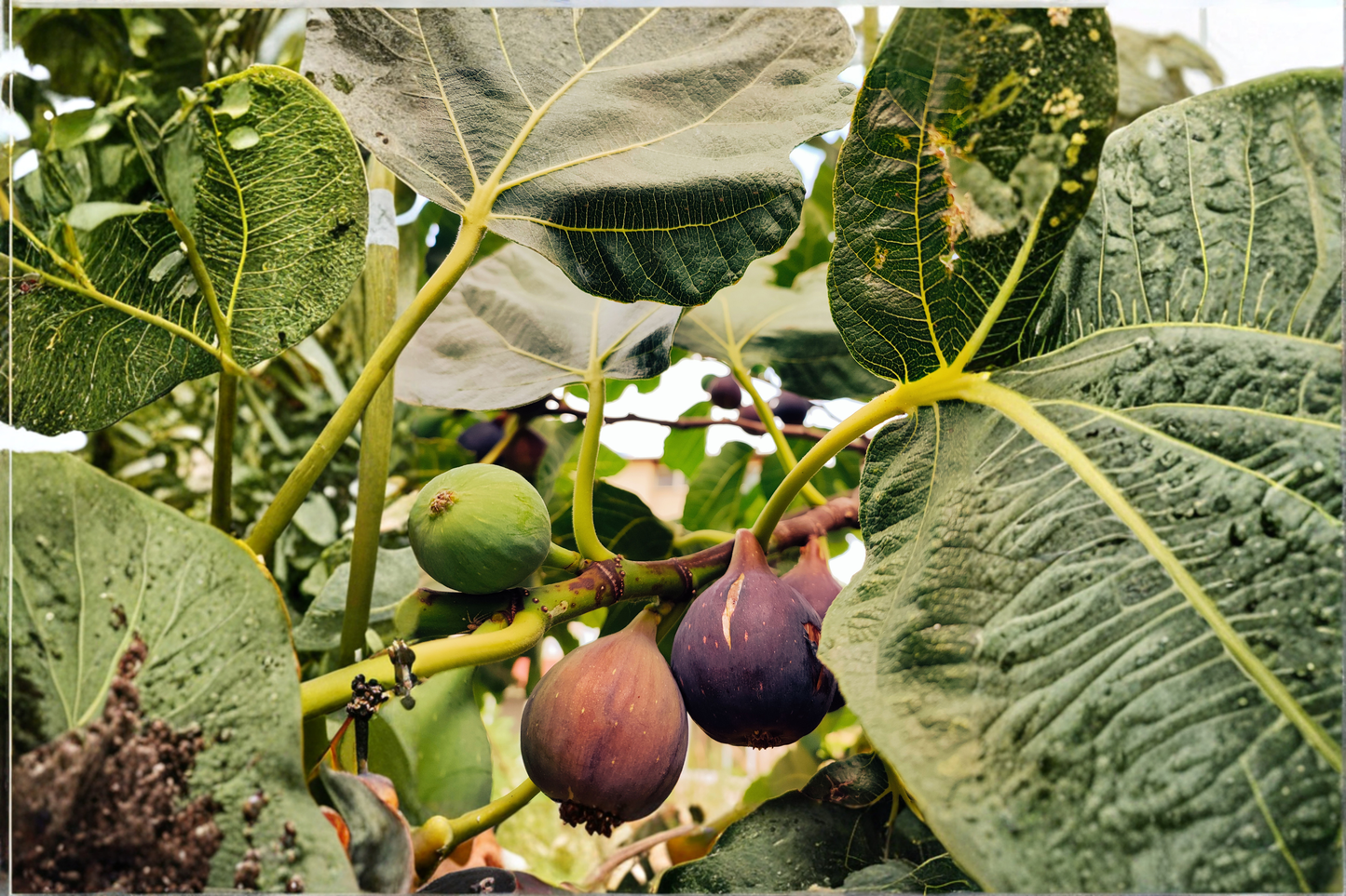 Violette de Bordeaux Fig Live Plants 2 Rooted Starters in Half Gallon Pots Ficus Carica Fruit Tree Plant