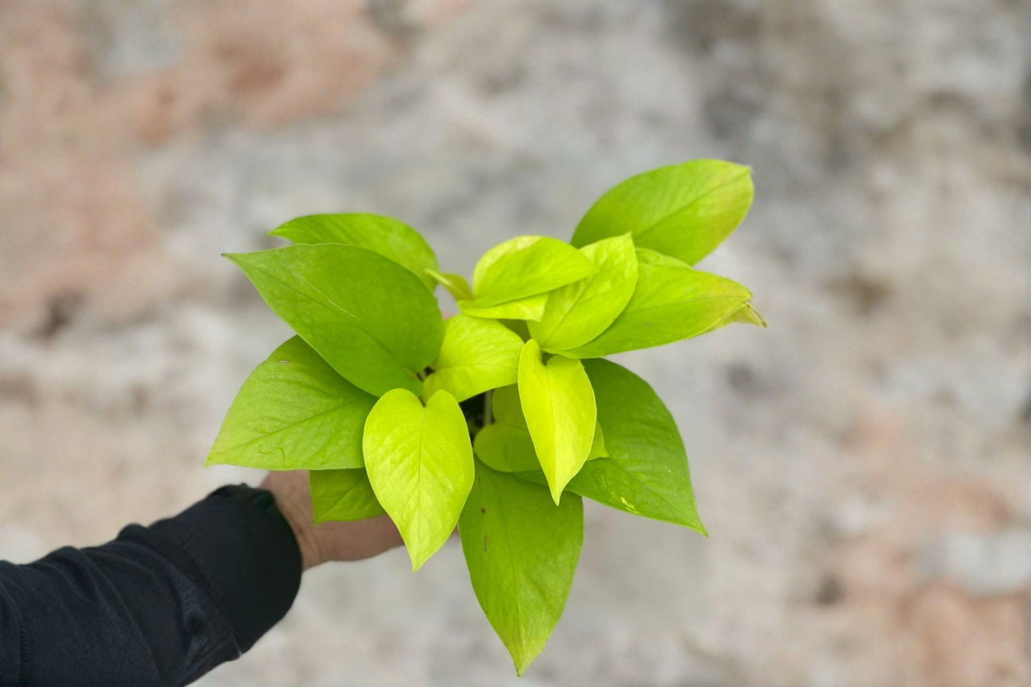 Neon Pothos Live Plant Epipremnum Aureum Cutting in 3 Inch Pot