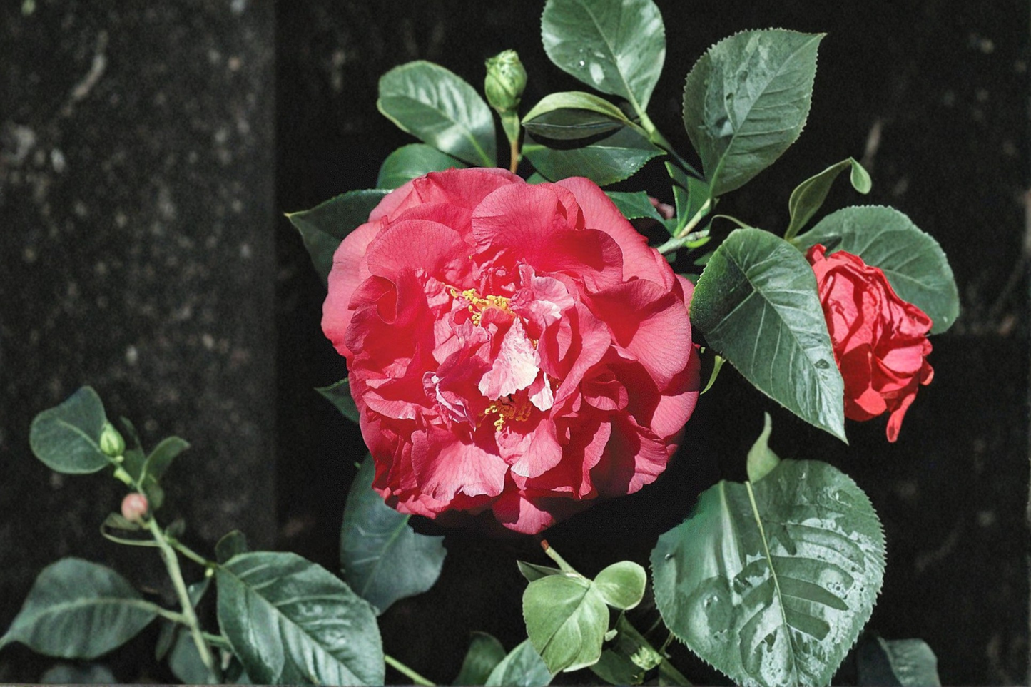Japanese Camellia ‘Tomorrow’ 3 Gallon Live Plant – Camellia japonica Red White Evergreen Flowering Shrub