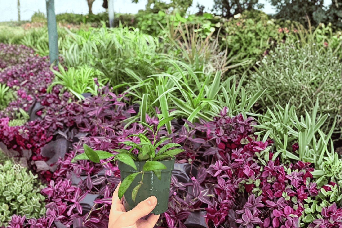 Hoya Rosita 2 Exact Live Plants – 4-Inch Pots – Hoya ‘Rosita’