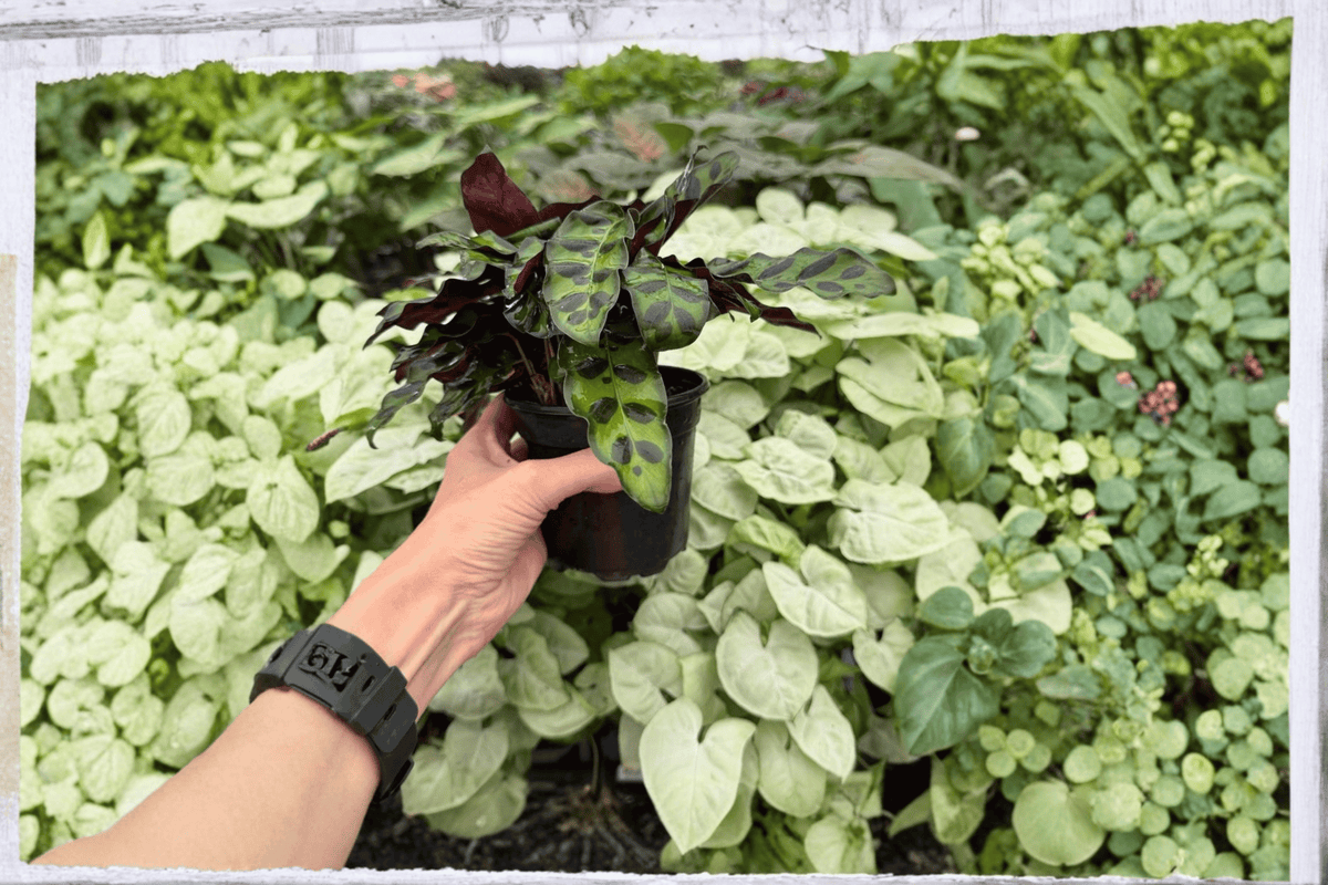 Calathea Rattlesnake 2 Exact Live Plants – 4-Inch Pots – Goeppertia insignis