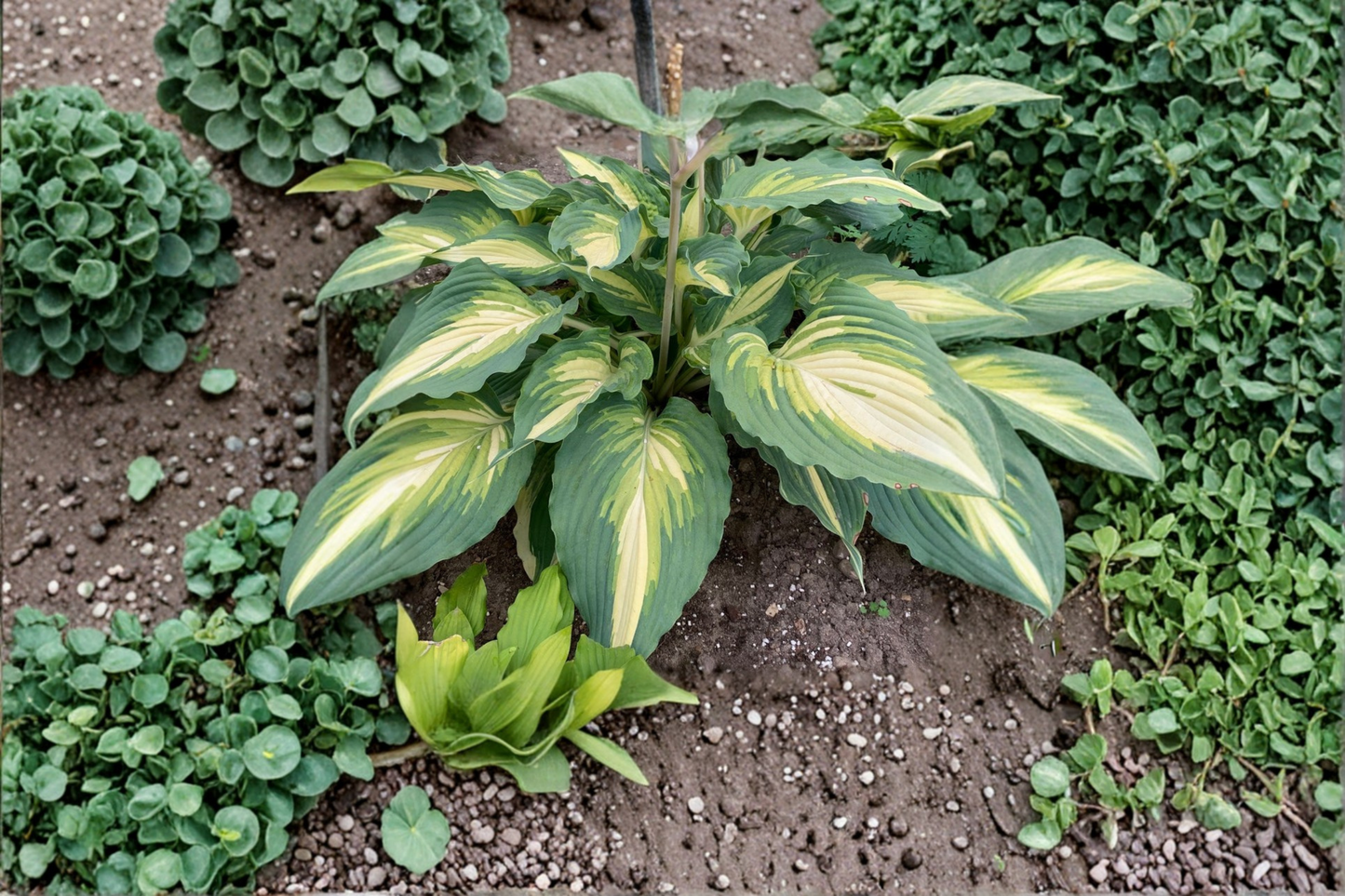Love Story Hosta 3 Inch Pot Variegated Shade Perennial Green Yellow Leaf Garden Starter Plant Border Foliage