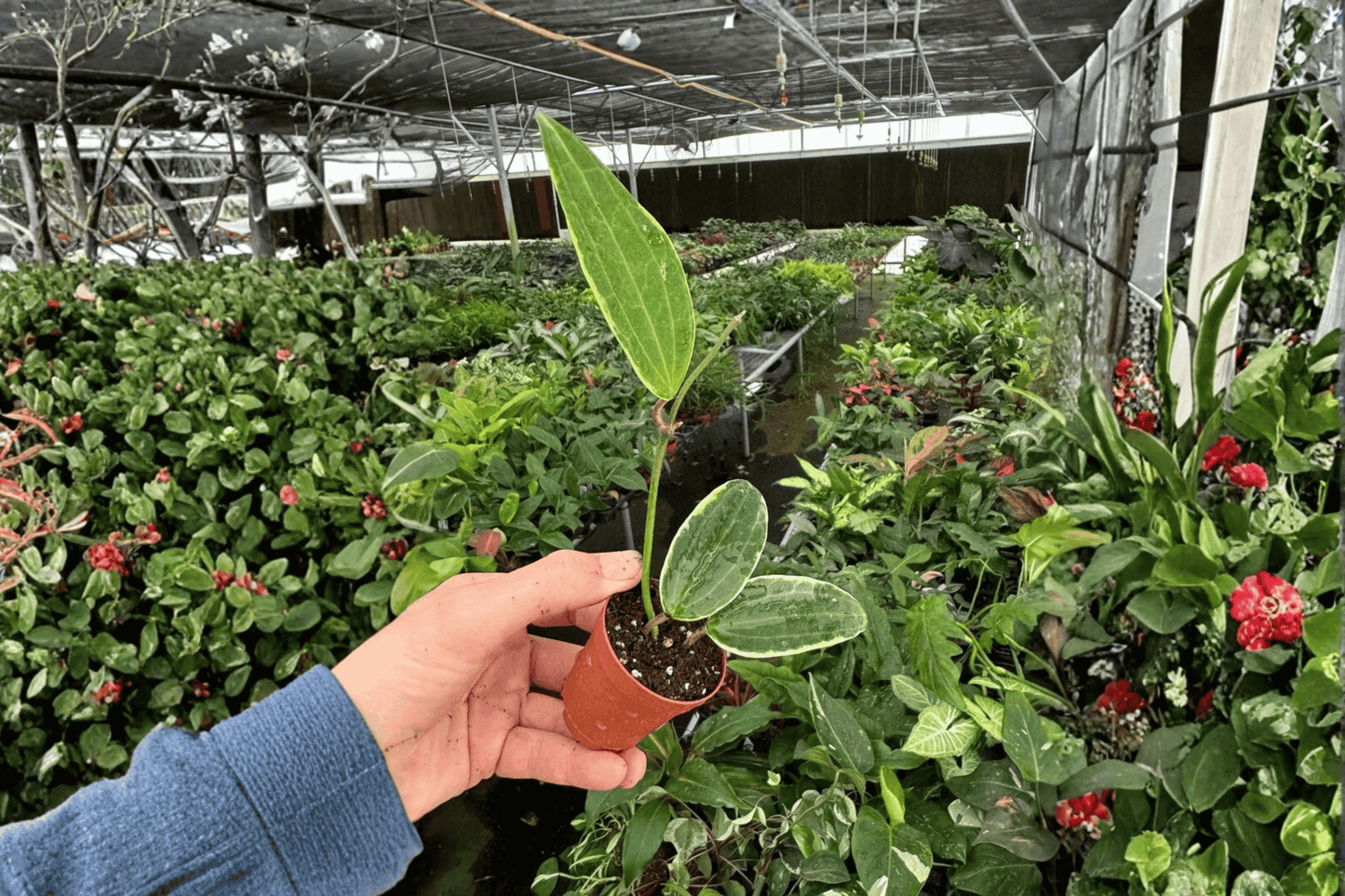 Variegated Hoya Macrophylla 2 Live Starter Plants – 2-Inch Pot Size