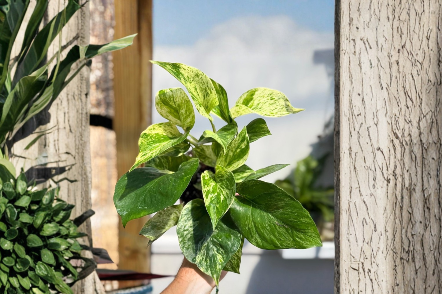Marble Queen Pothos Live Plant Variegated Epipremnum Cutting Houseplant