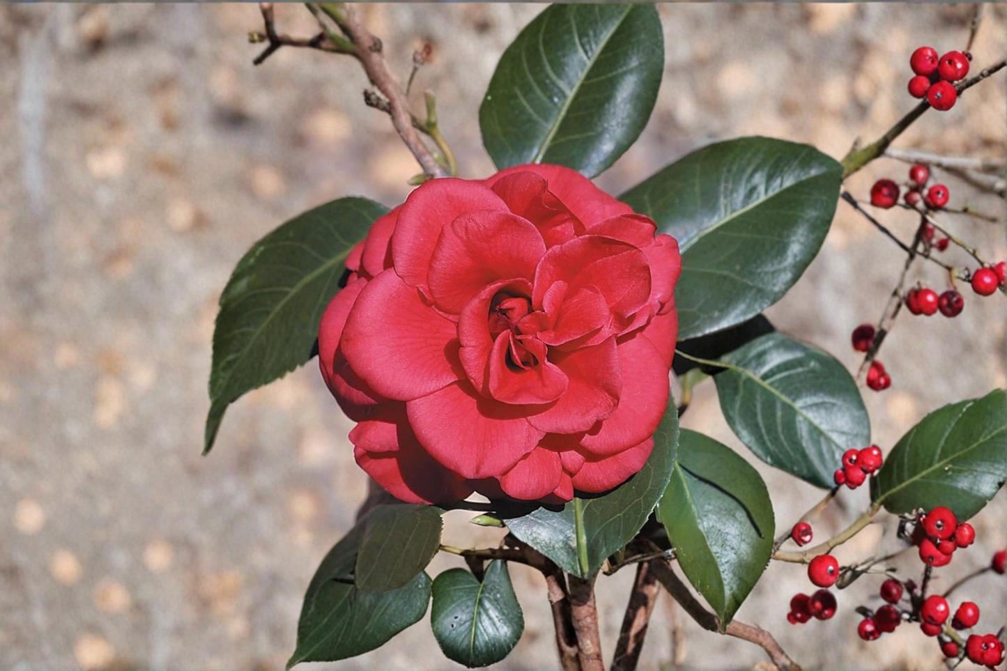 Japanese Camellia ‘Tom Knudsen’ 3 Gallon Live Plant – Camellia japonica Red Flowering Evergreen Shrub