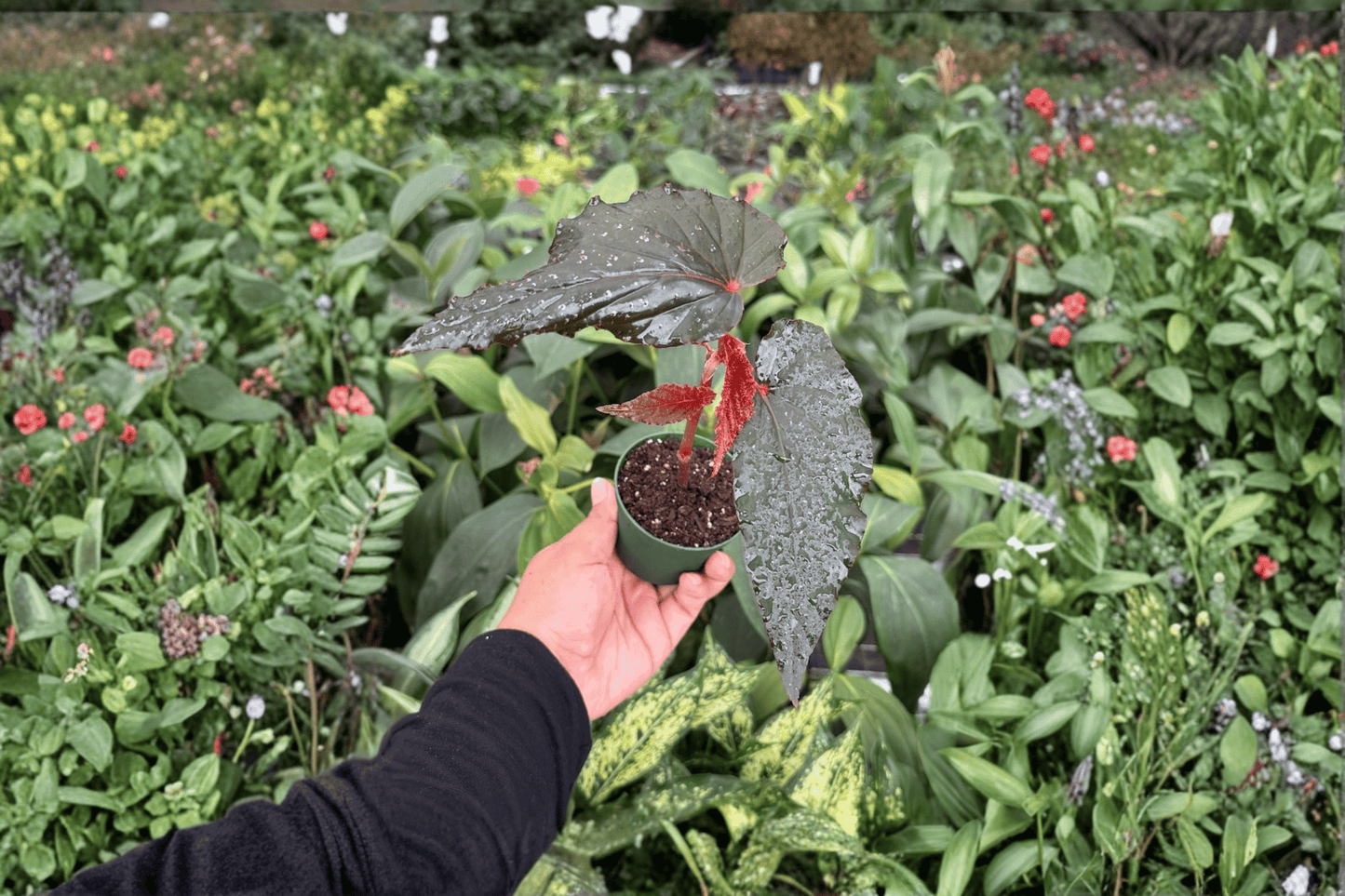 2 Begonia 'Lynda Dawn' Live Starter Plants – Bare Root in Soil Pod