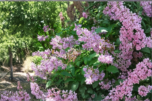 Donald Wyman Lilac Live Plant 2 Gallon Pot Syringa prestoniae Pink Fragrant Flowers Cold Hardy Lilac Shrub Garden