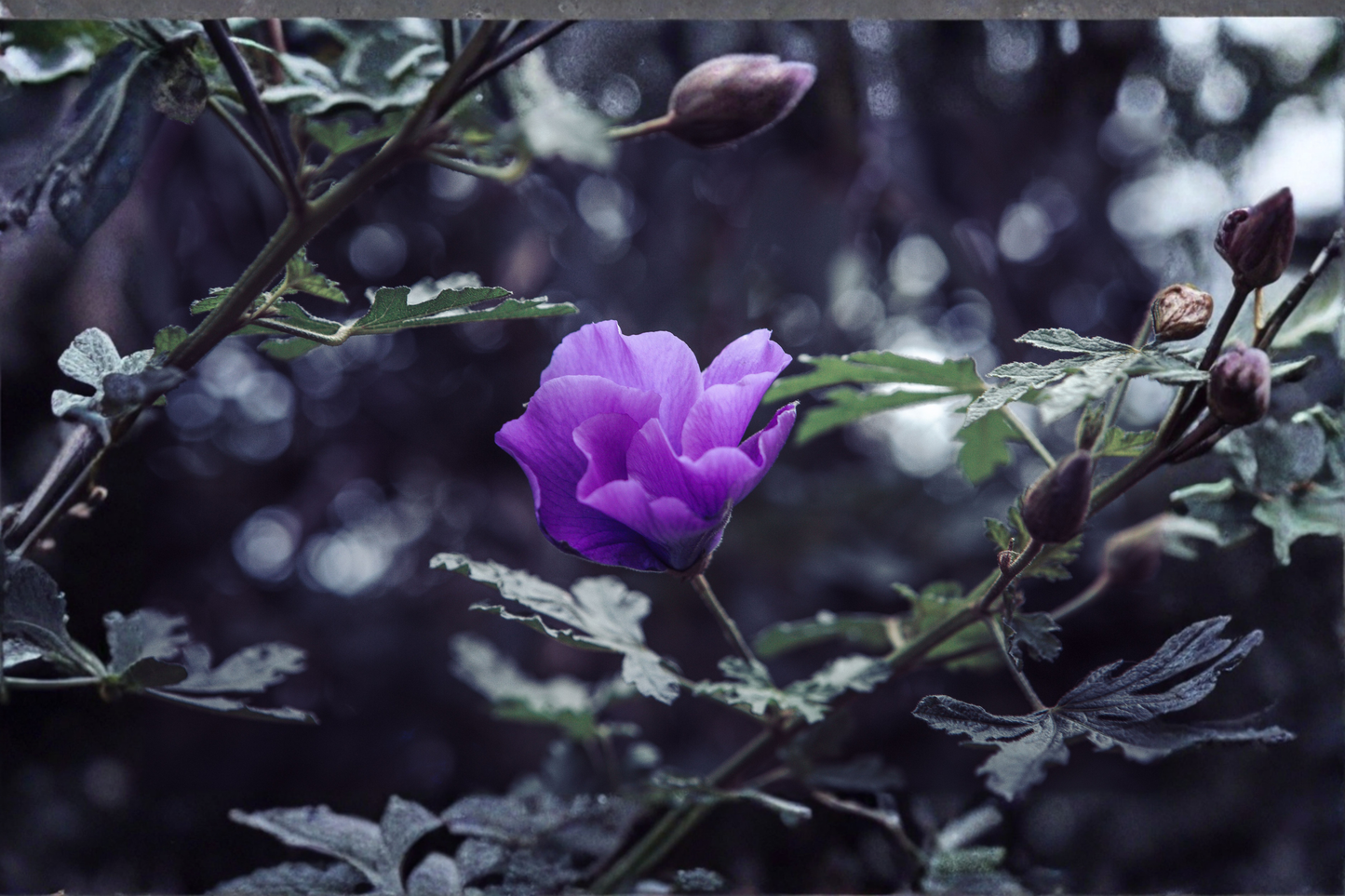 Blue Hibiscus Live Well-Rooted Starter Plant in Container – Alyogyne huegelii