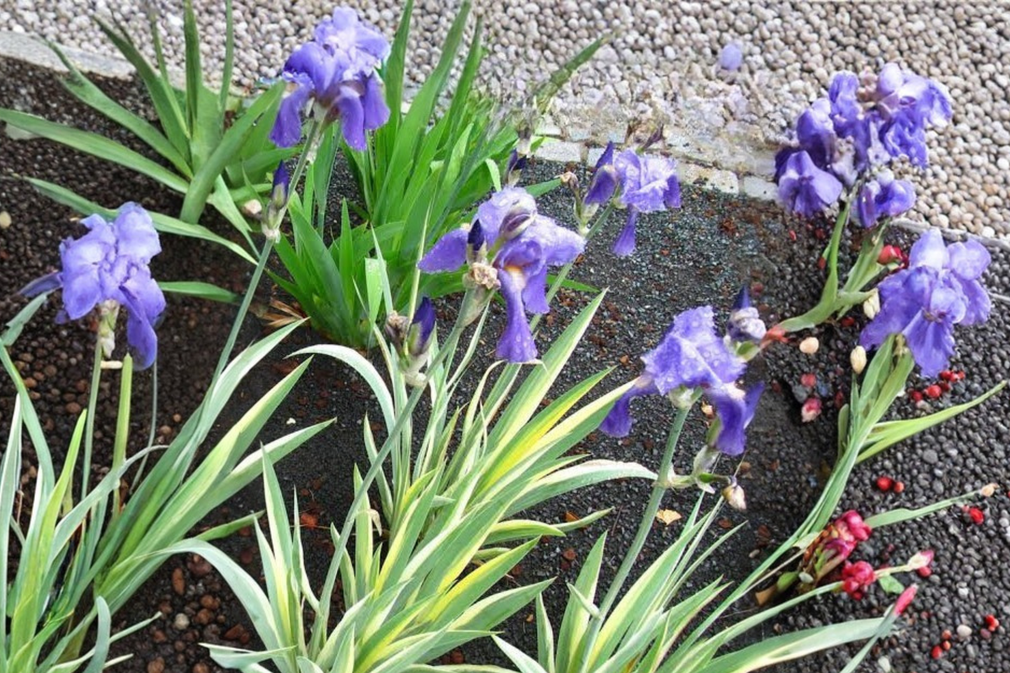 Variegated Iris Live Plant – Light Purple Flowering Perennial Iris