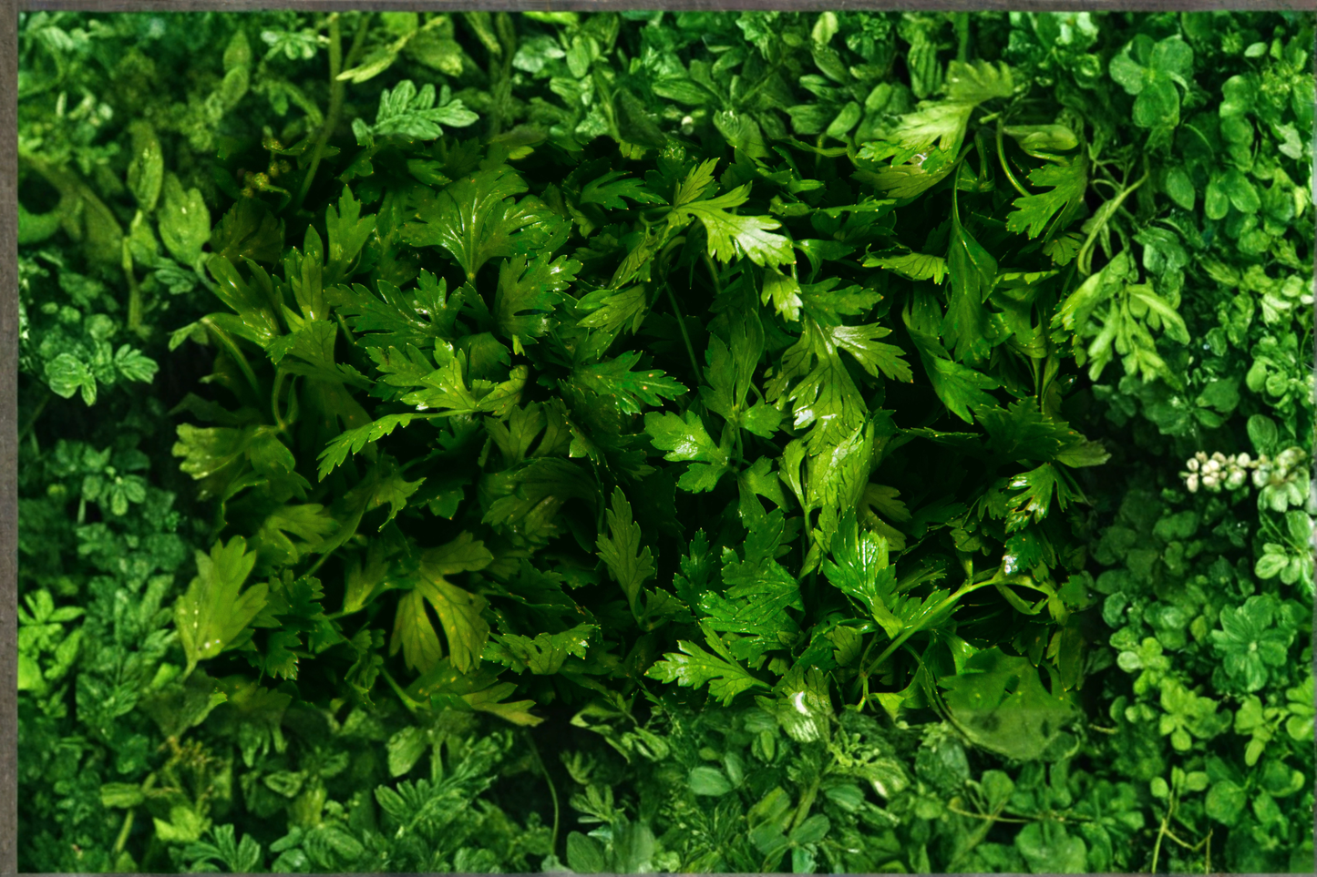 Curly Parsley Live Herb Plant Rooted Starter Plant Petroselinum crispum Garden Herb Plant Shipped Without Pot