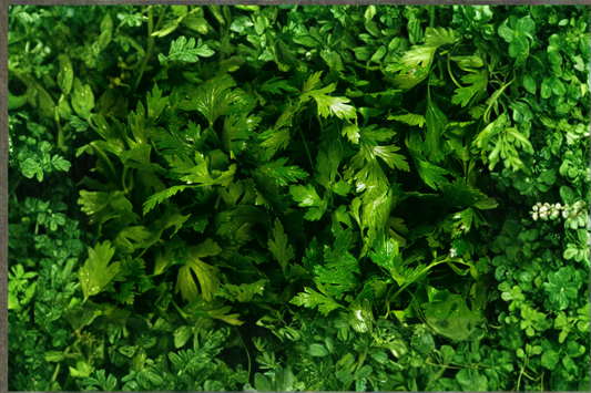 Curly Parsley Live Herb Plant Rooted Starter Plant Petroselinum crispum Garden Herb Plant Shipped Without Pot