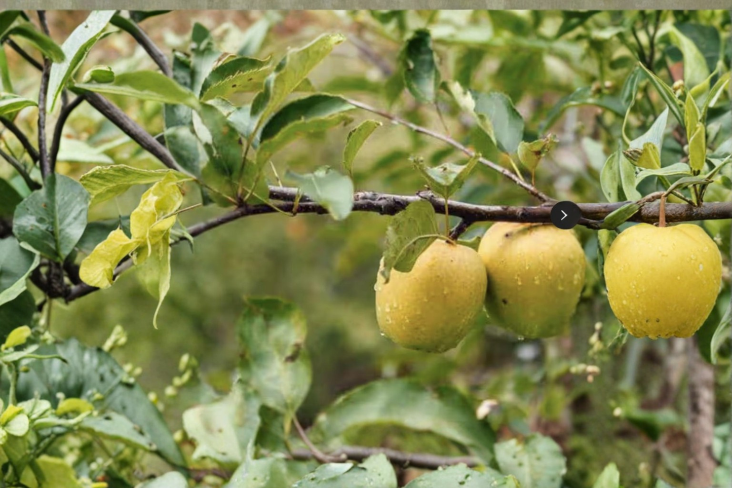 Ein Shemer Apple Tree Live Fruit Tree Self Pollinating Yellow Apple Variety Early Season Apple Tree Ready to Plant