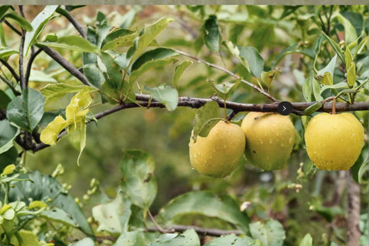 Ein Shemer Apple Tree Live Fruit Tree Self Pollinating Yellow Apple Variety Early Season Apple Tree Ready to Plant