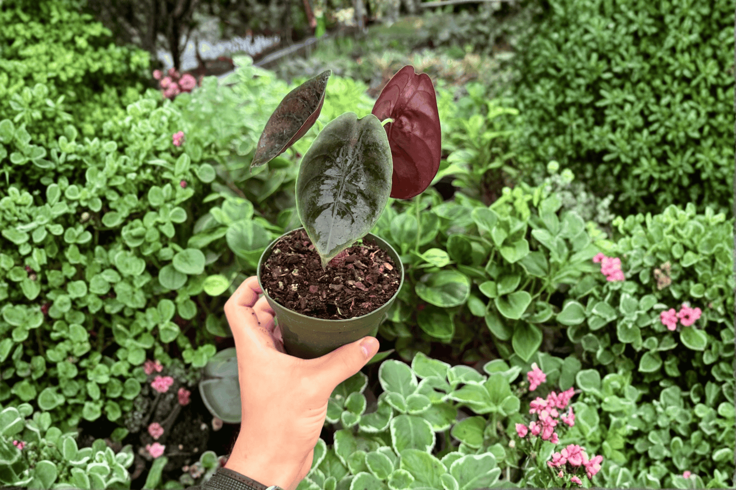 Alocasia Cuprea 2 Exact Live Plants – 4-Inch Pots – Alocasia cuprea
