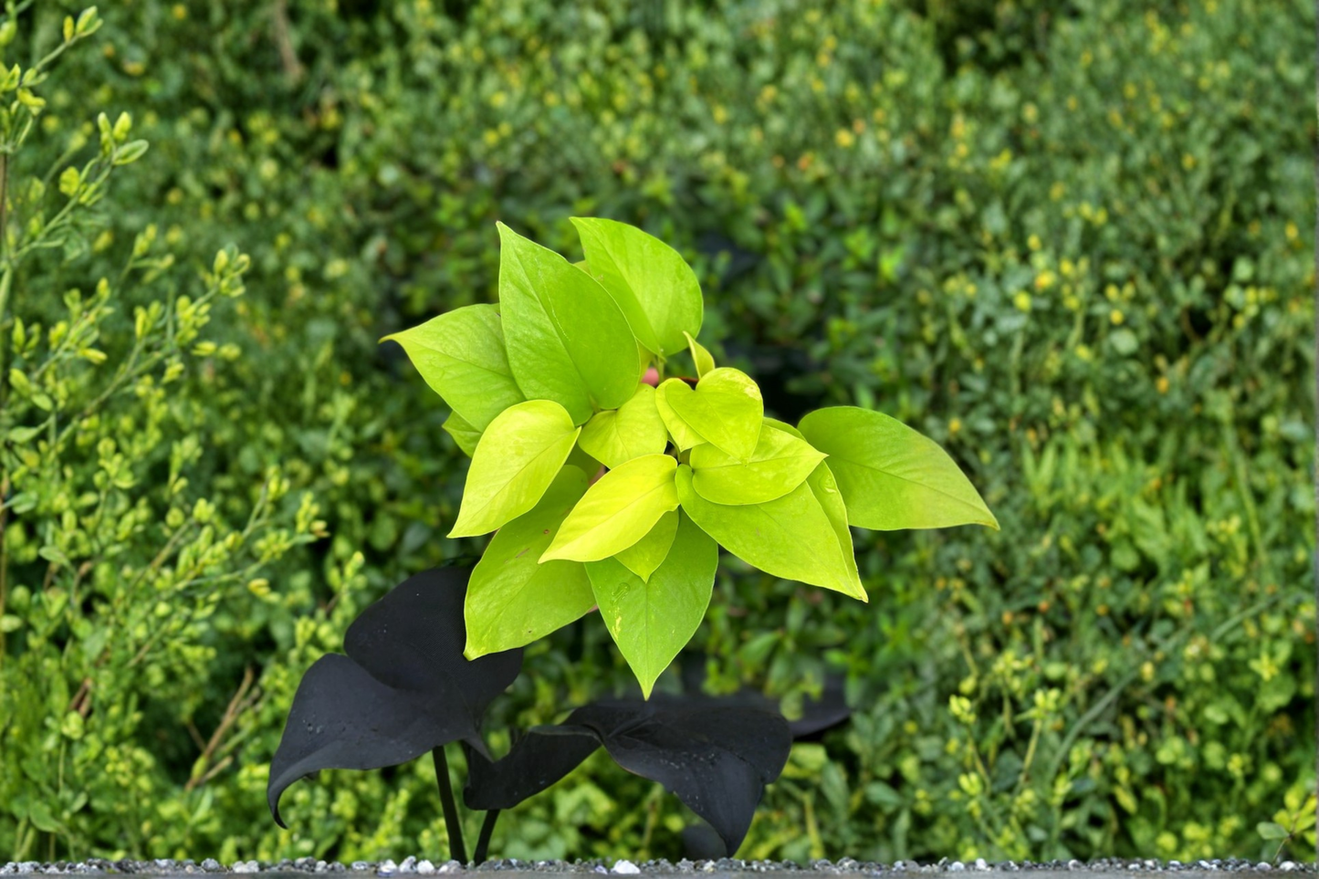 Neon Pothos Live Plant Epipremnum Aureum Trailing Houseplant Rooted 4 Inch Indoor Plant Decor Gift