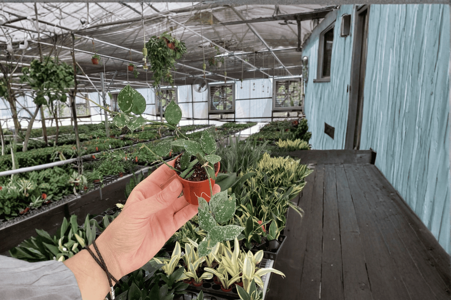 2 Hoya Krohniana Splash Starter Plants – Bare Root – Hoya krohniana 'Splash'