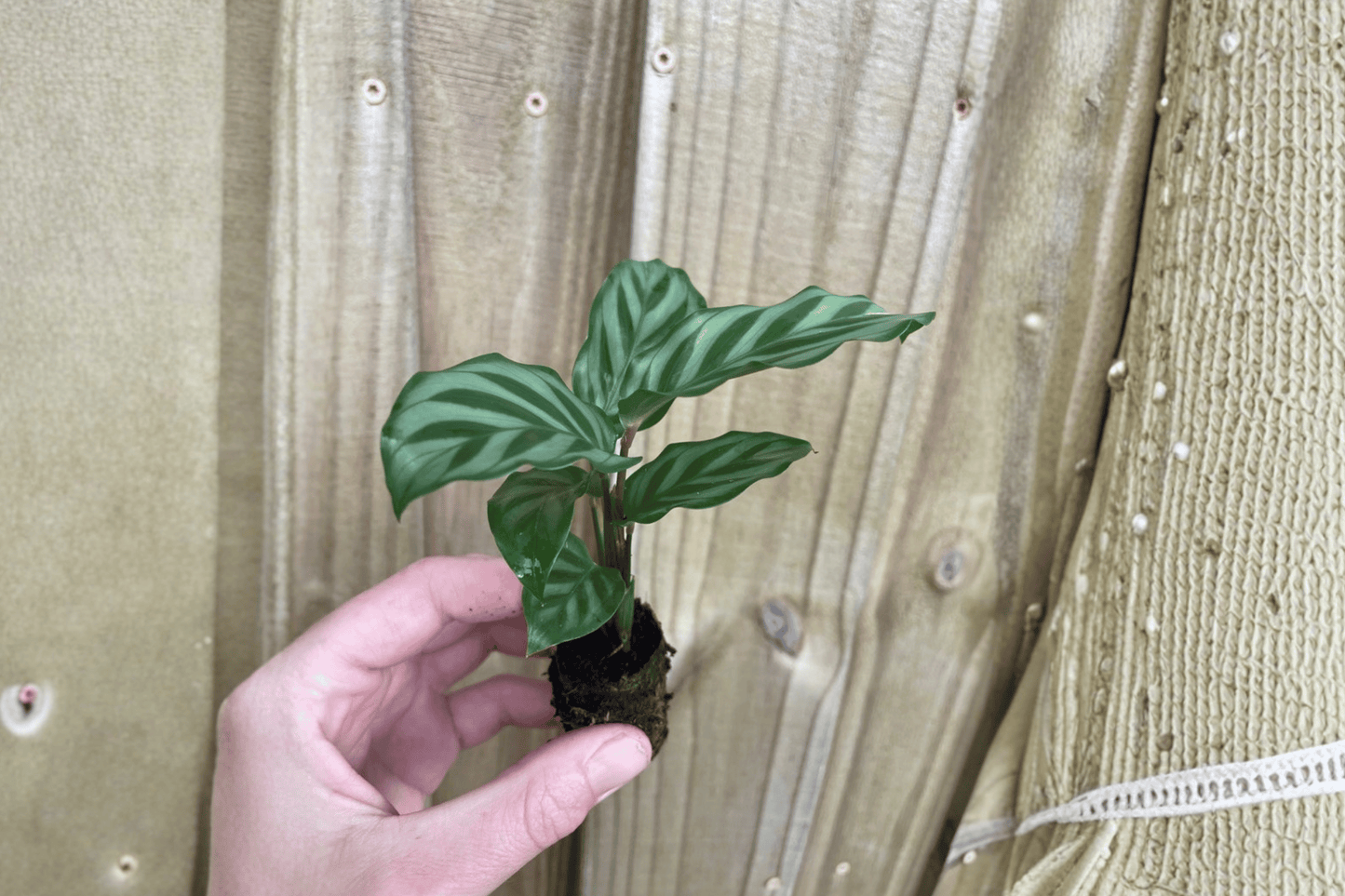 Calathea Freddie 2 Starter Live Plants – Goeppertia concinna ‘Freddie’