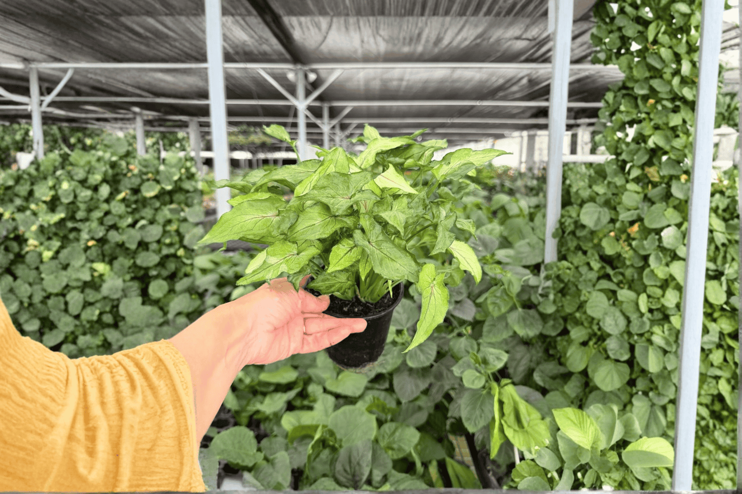 Syngonium Red Yami 2 Exact Live Plants – 4-Inch Pots – Syngonium podophyllum