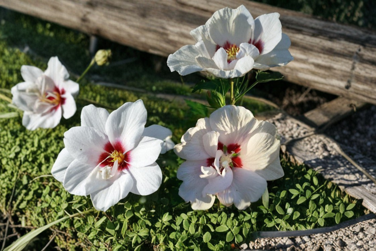 Double White Rose of Sharon Live Plant 1 Gallon – Althea Flowering Shrub for Garden, Outdoor Landscape Hedge Plant