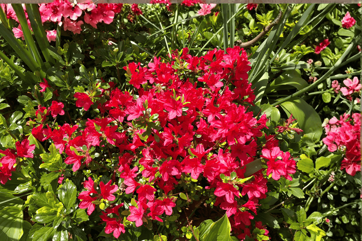 Hino Crimson Azalea – 1 Live Flowering Shrub, 1-Gallon Size – Rhododendron ‘Hino Crimson’