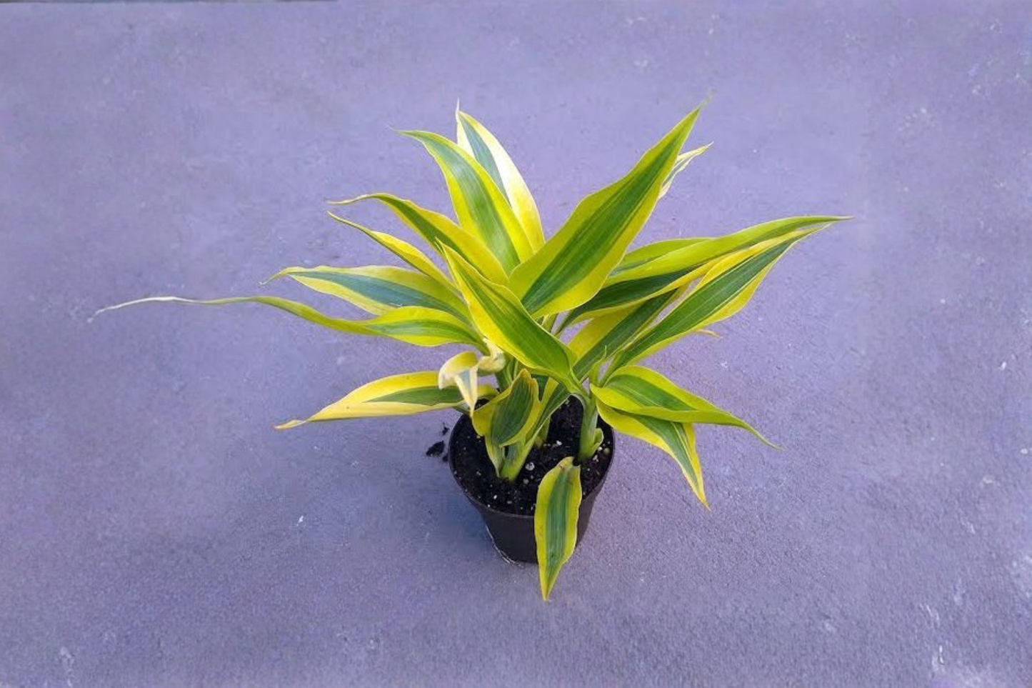 Dracaena Tornado Live Plant in 4-Inch Pot – Dracaena fragrans Curly Houseplant