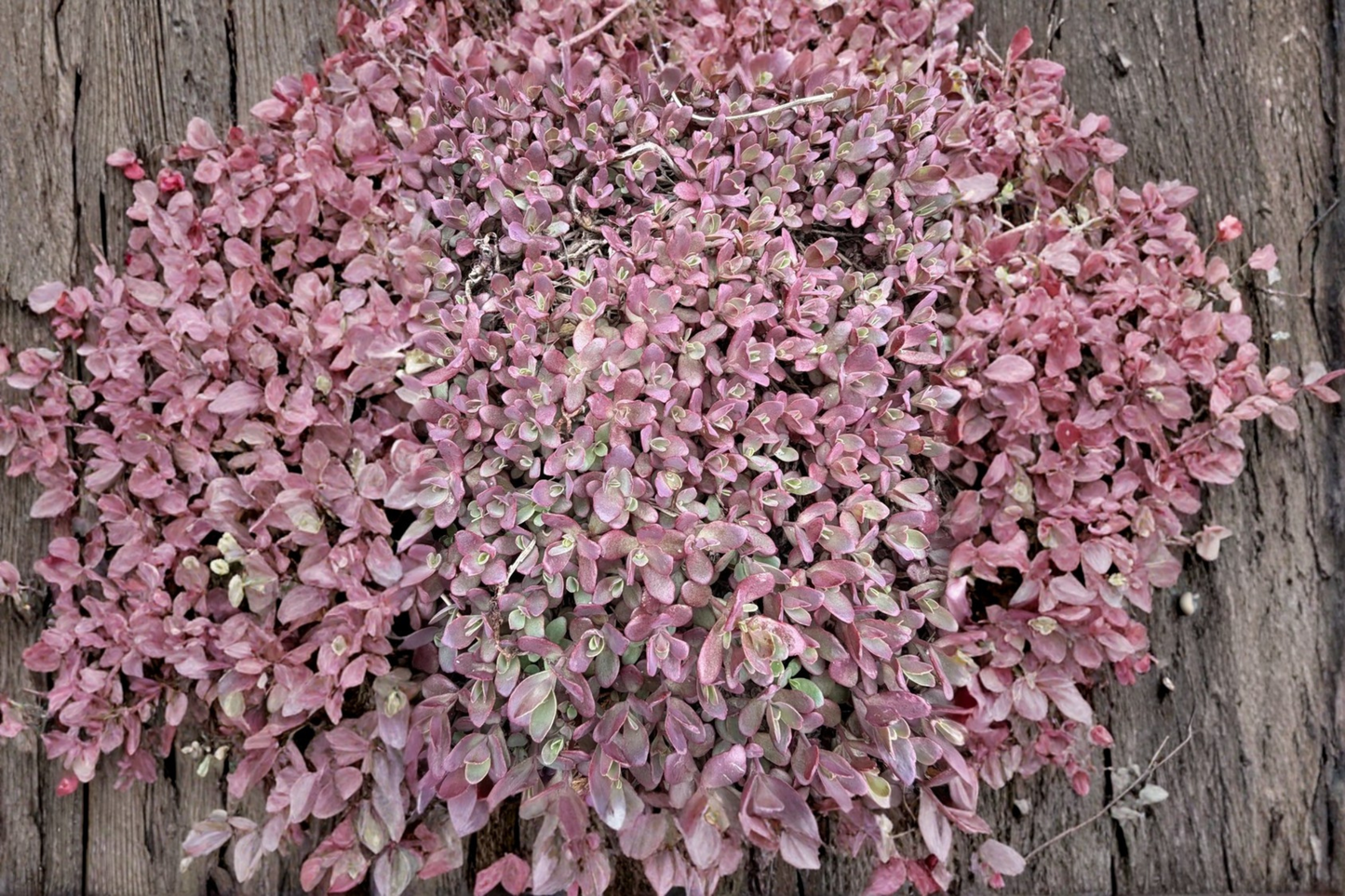 Sedum 'Firecracker' Live Plant – 4 Inch Pot – Perennial Ground Cover Succulent