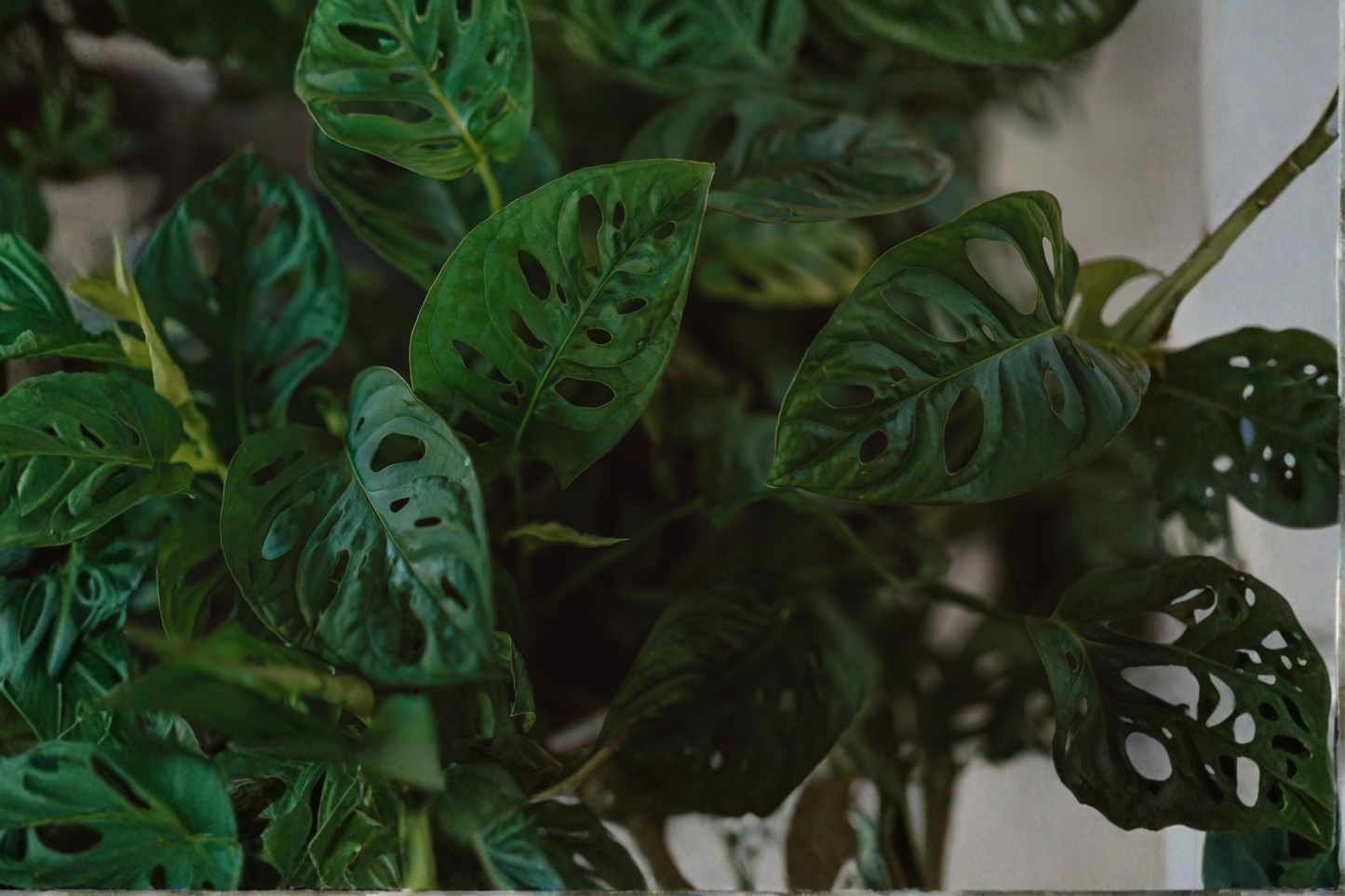 Monstera Adansonii Swiss Cheese Live Rooted Plant – Well-Rooted Houseplant