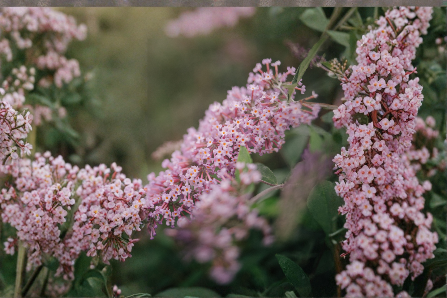 Lilac Cascade Butterfly Bush Live Plants 3 Rooted Starters in 1 Qt Pots Buddleia Flowering Shrub Plant