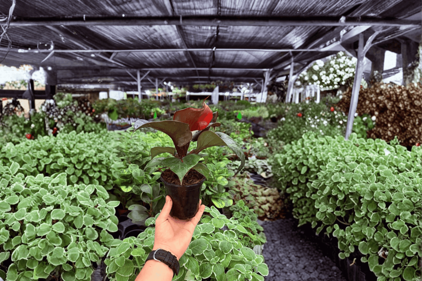 Philodendron Red Heart 2 Exact Live Plants – 4-Inch Pots – Philodendron ‘Red Heart’