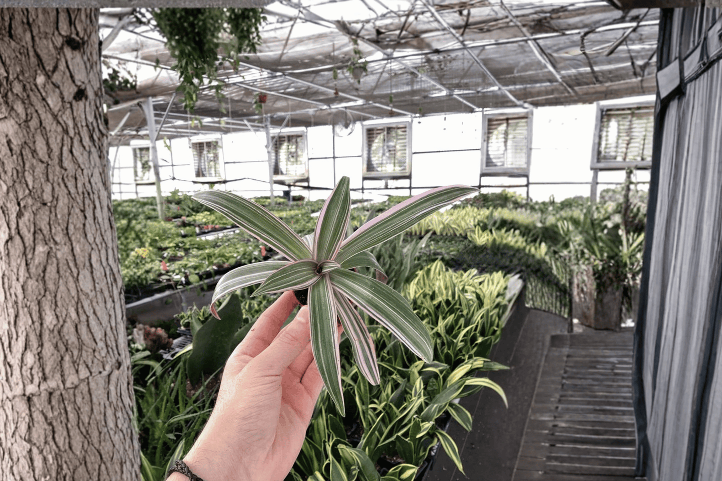 Tricolor Oyster Plant 2 Live Starter Plants – Tradescantia spathacea ‘Tricolor’