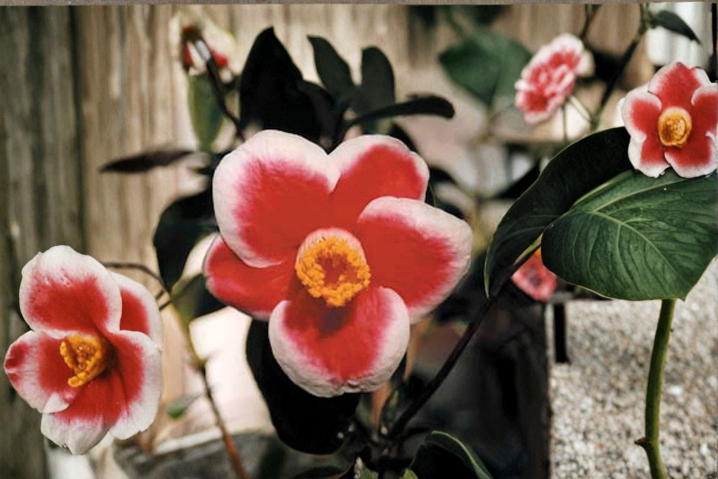 Japanese Camellia ‘Tama No Ura’ 1 Gallon Live Plant – Camellia japonica Red White Edge Evergreen Shrub