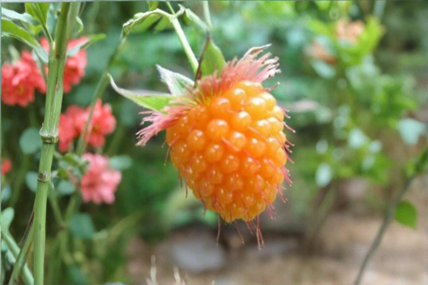 Salmonberry Seeds Rubus Spectabilis Rare Berry Shrub 50 Seeds Edible Fruit Plant for Garden and Outdoor Planting