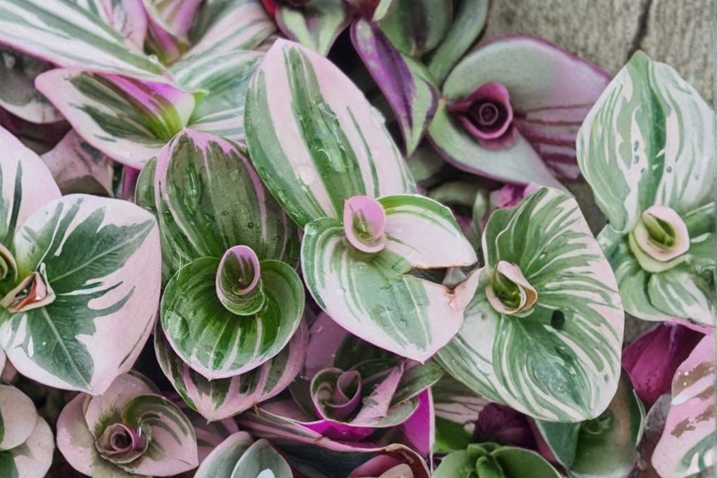 Tradescantia Live Plants with Pots – 3 Rooted Houseplants