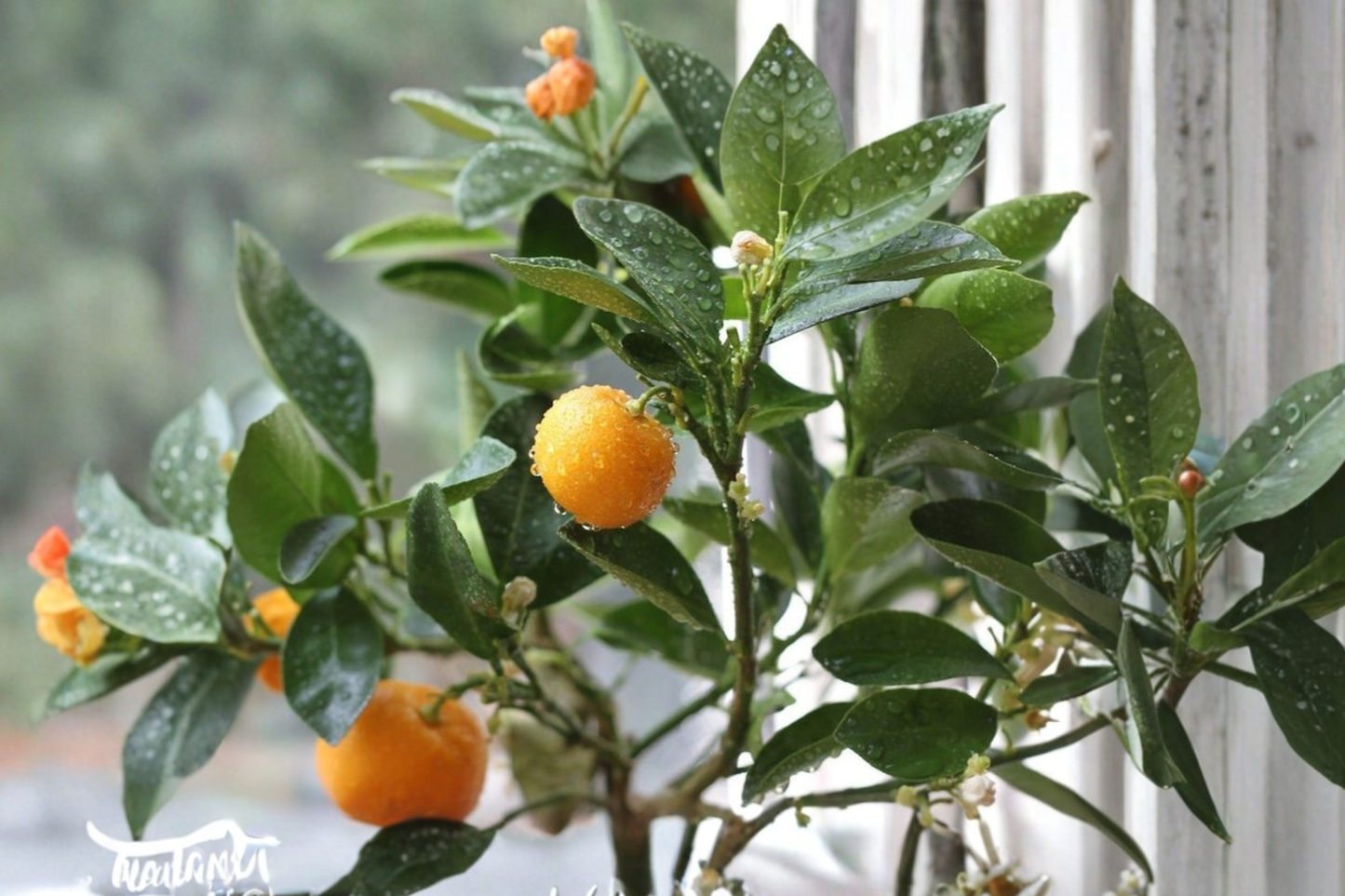 Calamondin Tree Live Citrus Tree Grafted Semi Dwarf Self Pollinating Fruiting Age Citrus Plant Ready to Plant Tree Only