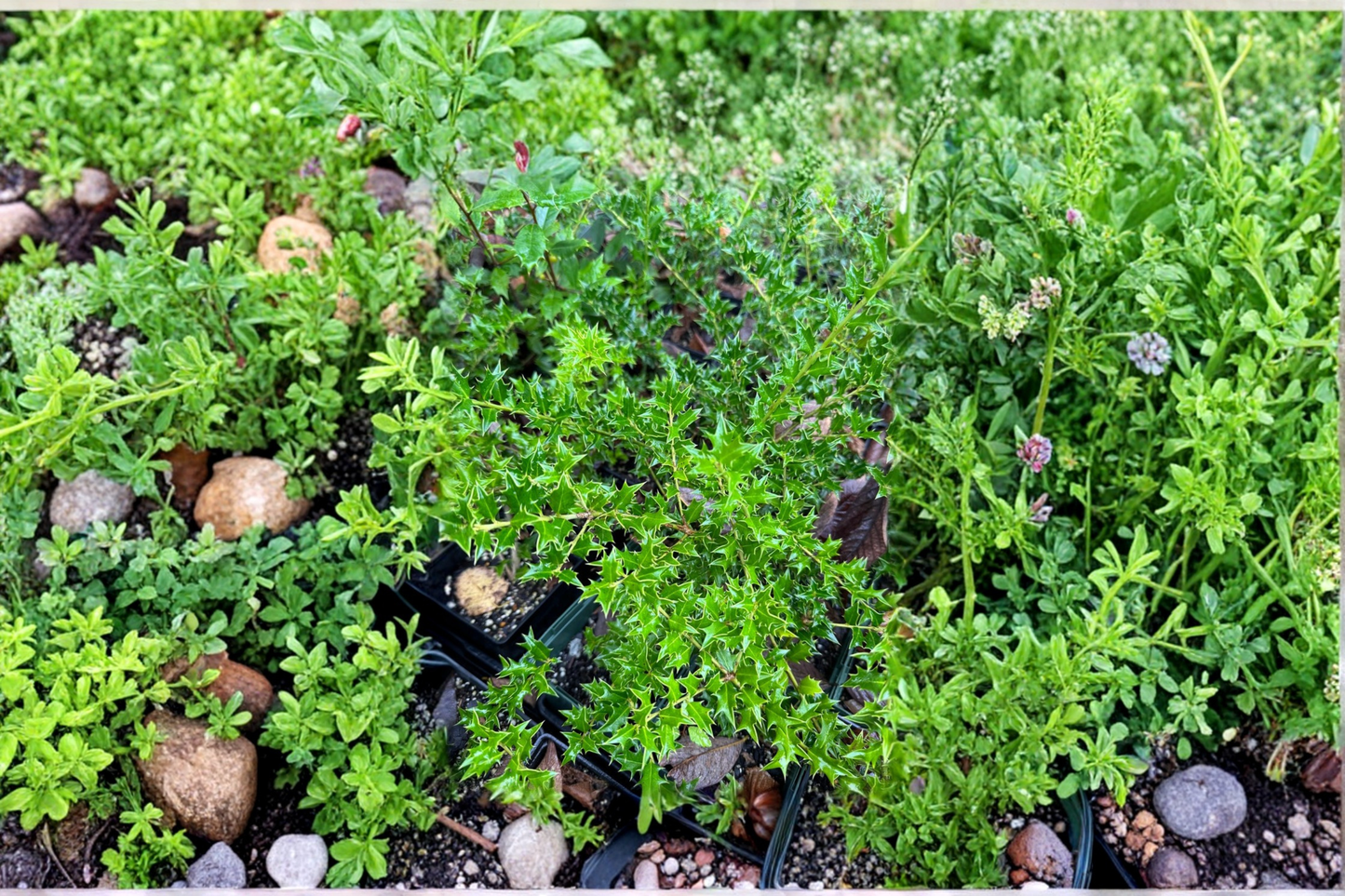 Carolina Cone Holly Live Plant Quart Pot Ilex Hybrid Evergreen Shrub Red Berries Upright Landscape Hedge Plant