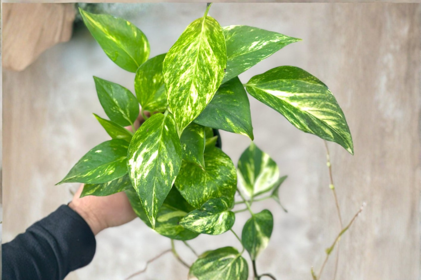 Hawaiian Pothos Live Plant Epipremnum Aureum Cutting in 3 Inch Pot