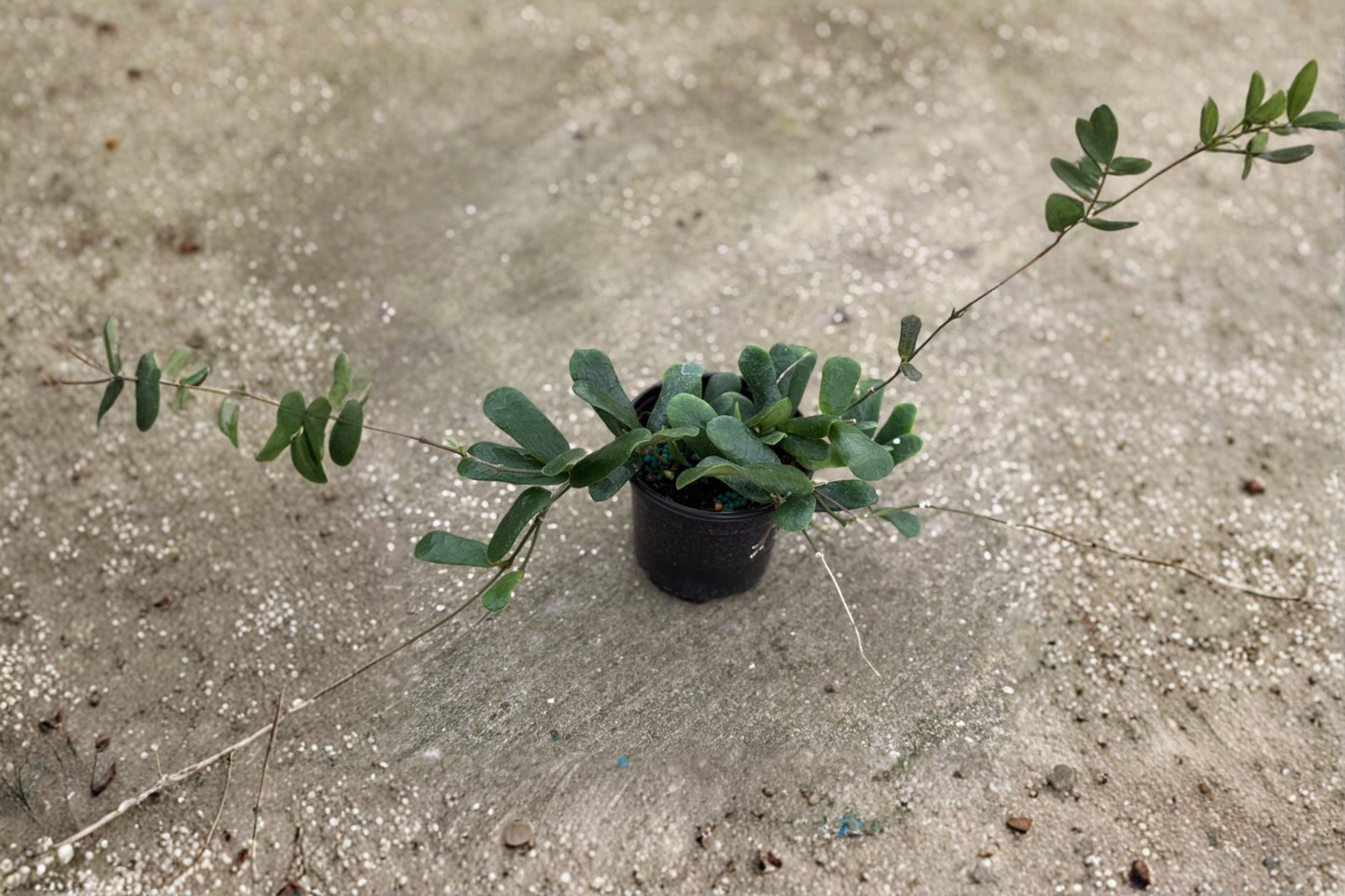 Hoya Rotundiflora Live Plant Fuzzy Hoya in 4 Inch Pot Rare Tropical Indoor Houseplant Gift Decor