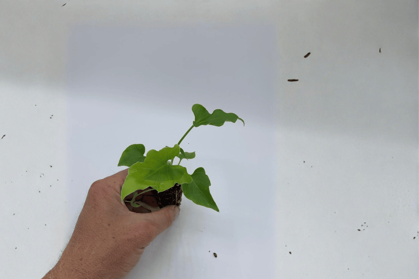Philodendron Hope 2 Live Starter Plants – Thaumatophyllum bipinnatifidum