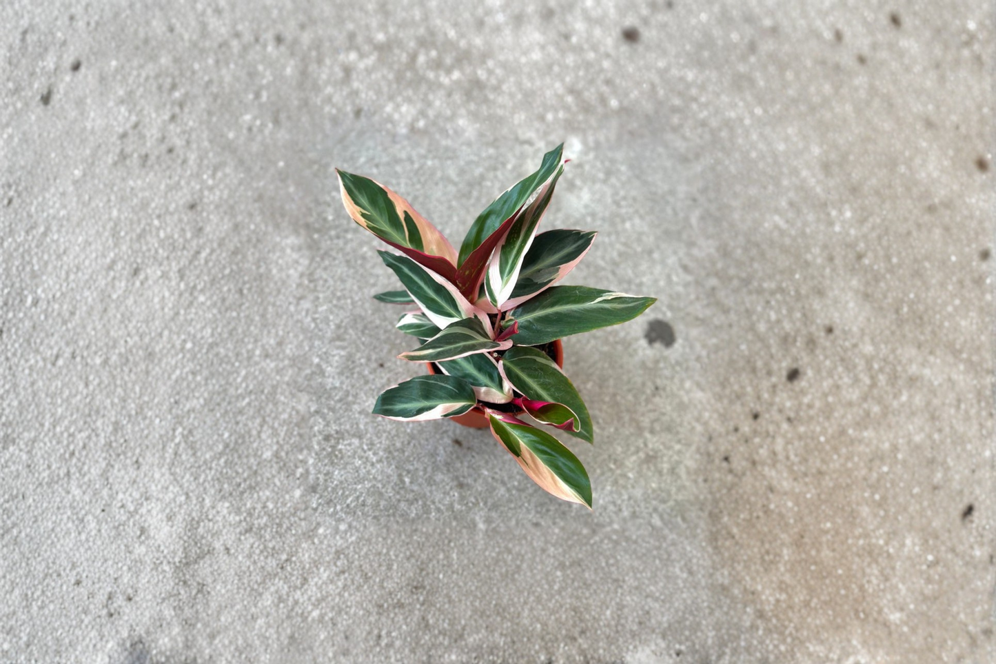 Stromanthe Triostar Live Plant Variegated Prayer Plant Tropical Indoor Houseplant Rooted Decor Gift