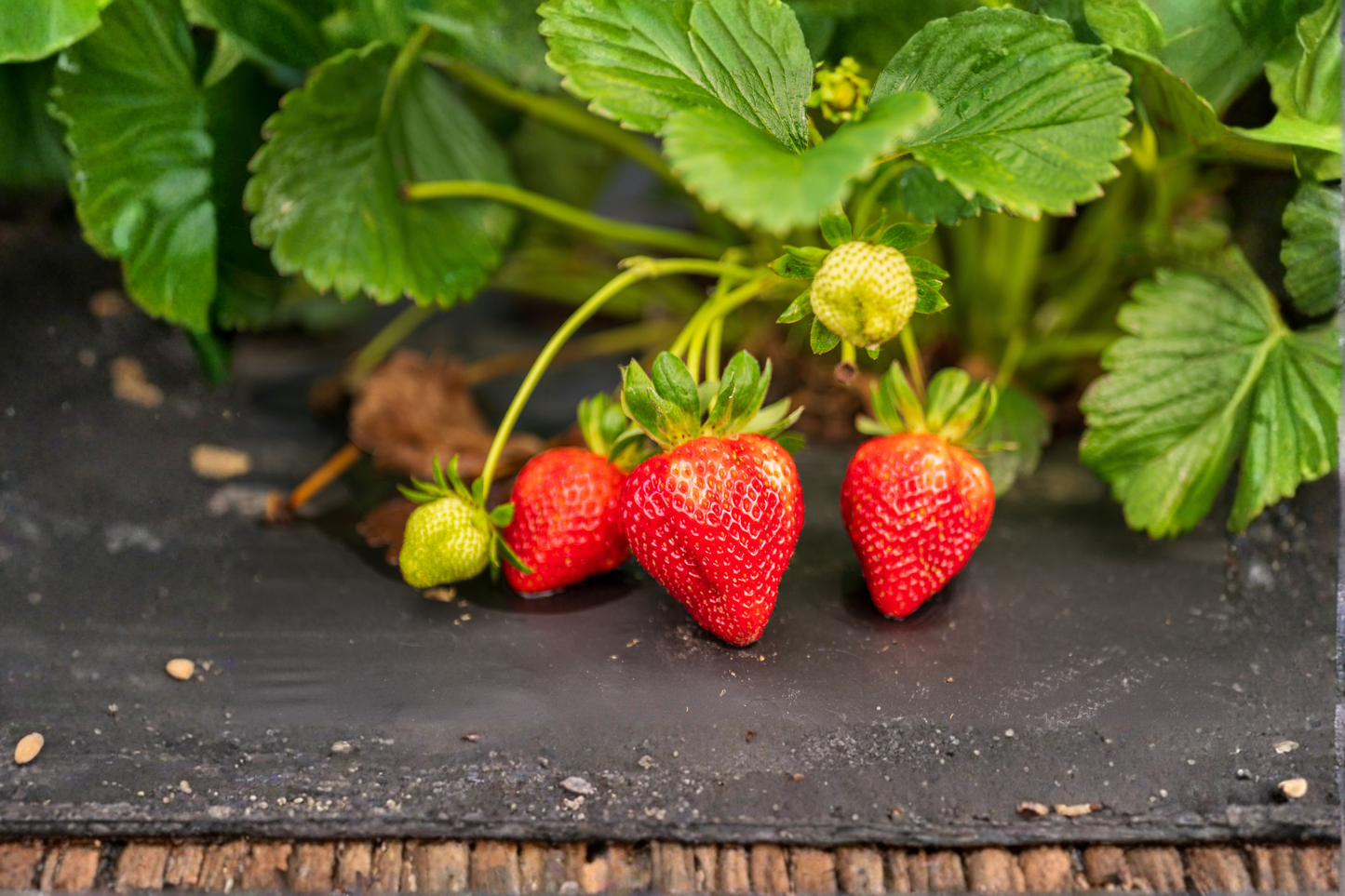 Jewel Strawberry 25 Live Plants – Junebearing Strawberry Plants – Fragaria × ananassa