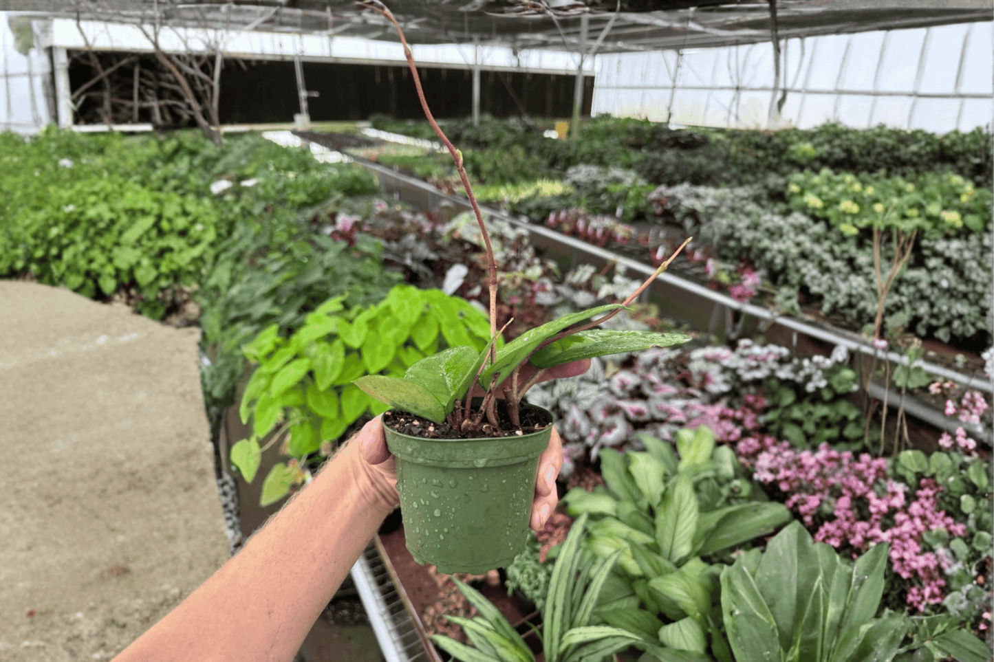 2 Hoya fungii Live Plants – 4-Inch Pots – Hoya fungii