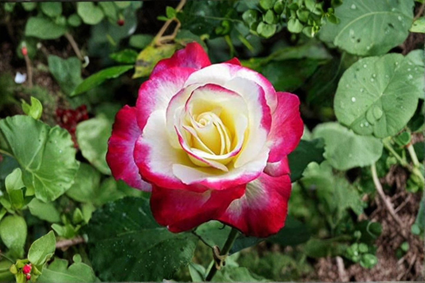 Moonlight Pink Rose Seeds Rare Pink Rose Flower Seeds for Planting Ornamental Garden Bush Variety Pack of 20 Seeds