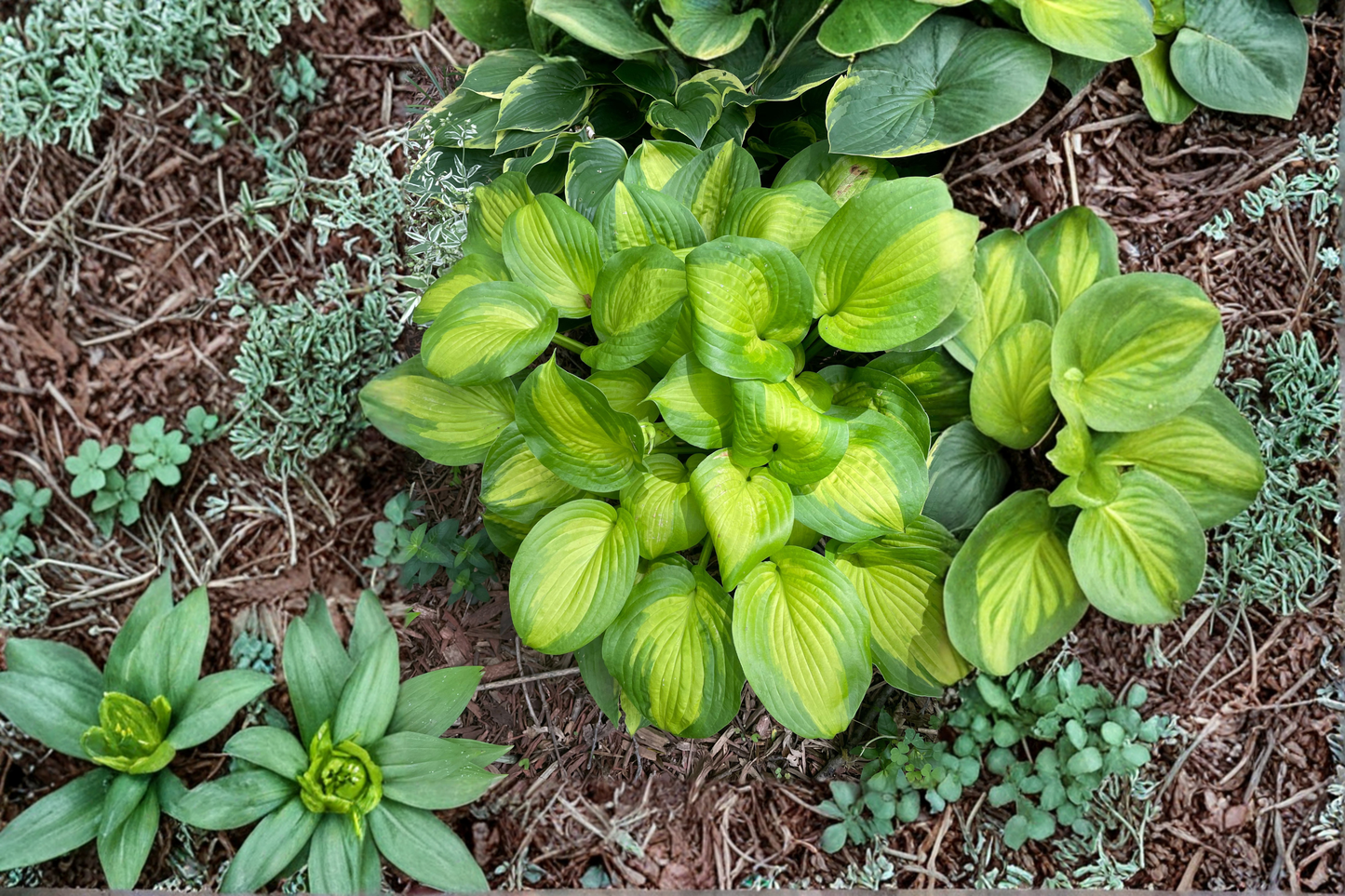 Old Glory Hosta Live Plants 3 Rooted Starters in 1 Qt Pots Variegated Shade Perennial Foliage Garden Plant