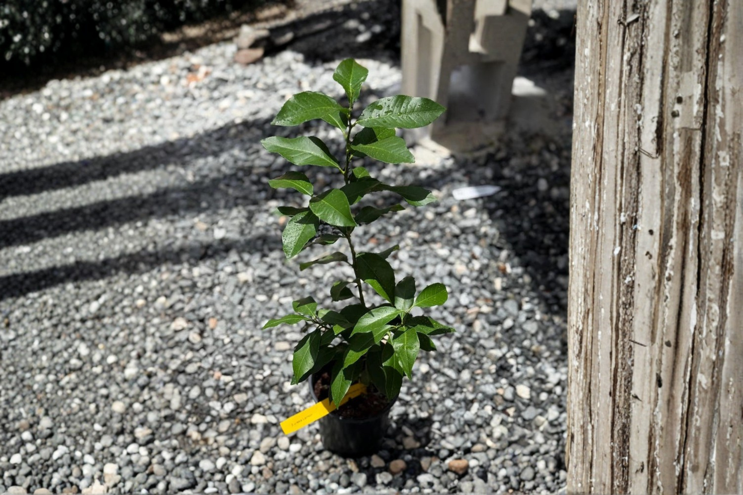 Grafted Key Lime Citrus Tree Live Plant Indoor Outdoor Edible Fruit Plant Beginner Friendly Starter Lime Tree