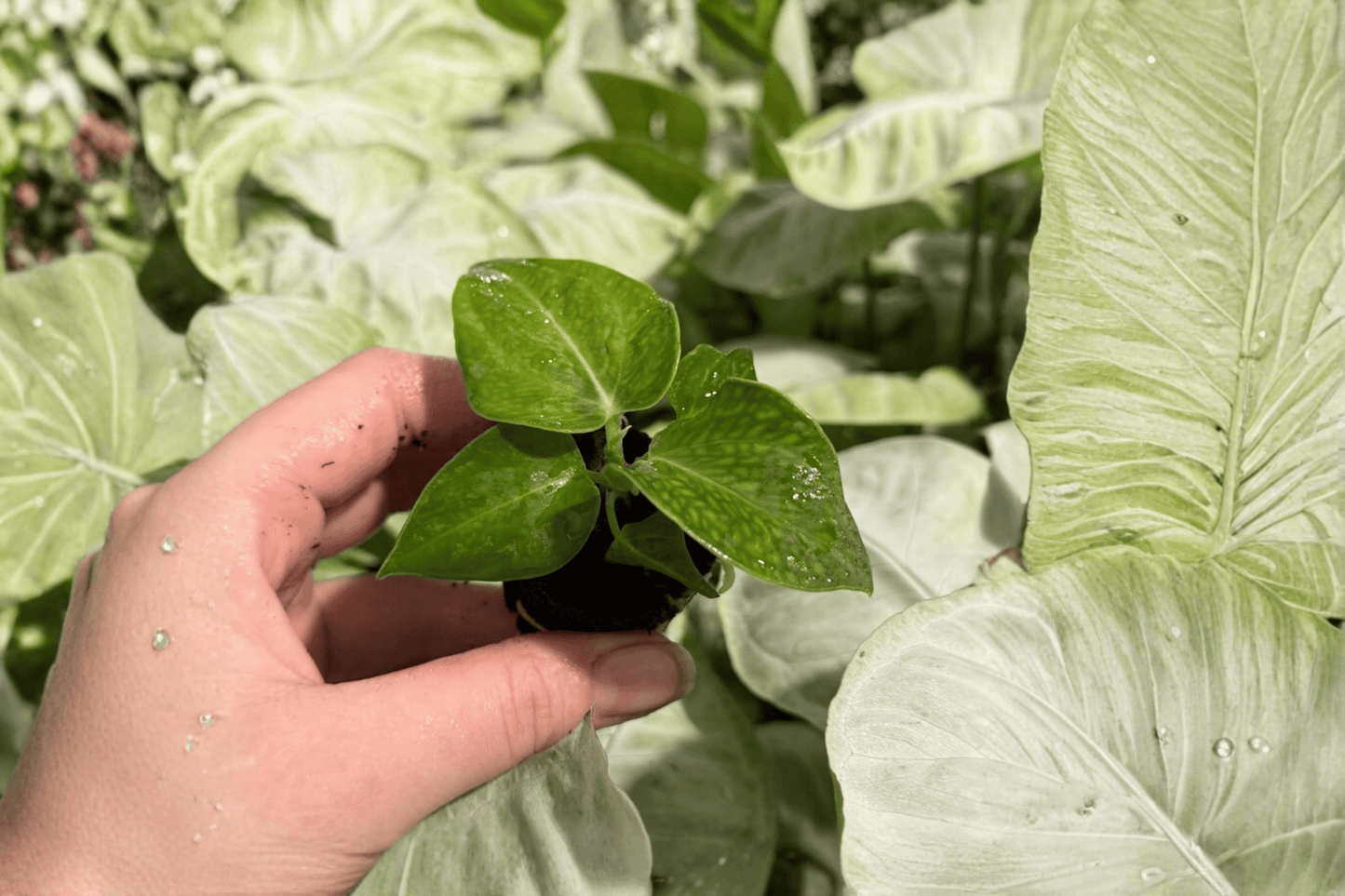 Anthurium Villenaorum 2 Exact Starter Live Plants – Anthurium villenaorum