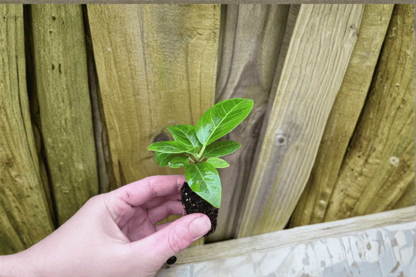 2 Ficus altissima 'Yellow Gem' Live Starter Plants – Bare Root in Soil Pod