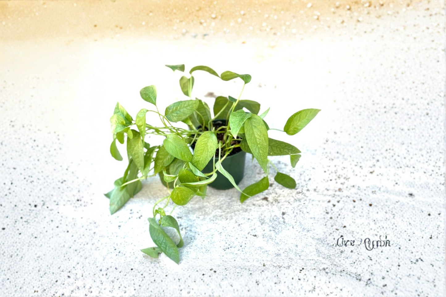 Cebu Blue Pothos Live Plant Epipremnum Pinnatum Cutting in 3 Inch Pot
